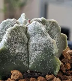 ユーフォルビア トム 綴化 石化 モンスト - メルカリ