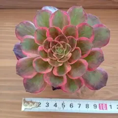 2026年最新】アエオニウムの人気アイテム - メルカリ