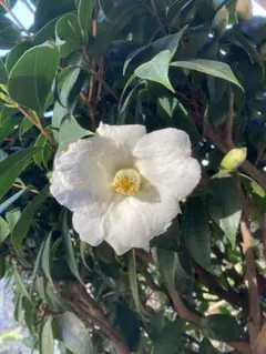 つばき 最小白花(さいしょうしろばな) 白色名花 極小輪 一重咲き 蕾