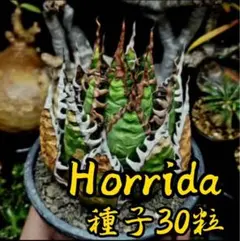 【種子】アガベ　ホリダ 種子 50 粒のサムネイル