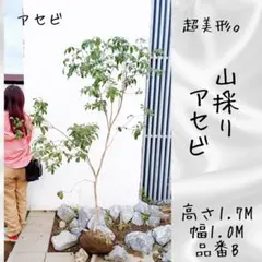 超絶品。山採りアオダモ一本立ち 美斑紋 4.5M(鉢底から) - メルカリ