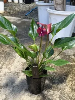 2025年最新】アンスリウムの人気アイテム - メルカリ