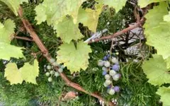 フリガレ様 リクエスト 2点 まとめ商品