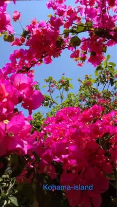 2026年最新】ブーゲンビリアの人気アイテム - メルカリ