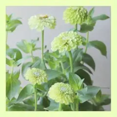 ゆきねえ様 リクエスト 7点 まとめ商品