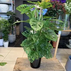 現品］28番 Y マドカズラ ミント 斑入り 7号 観葉植物 室内 レア