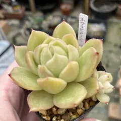 Baronねこさん様 リクエスト 2点 まとめ商品