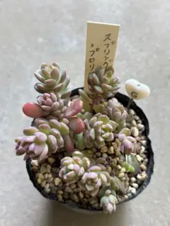多肉植物 スプリングワンダー×ロッティ 抜き苗❤️ - メルカリ