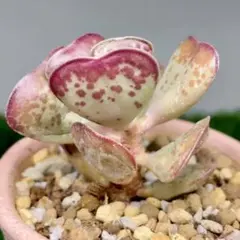 ファンキーおおがら様 リクエスト 3点 まとめ商品