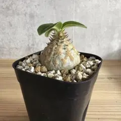 sashi様 リクエスト 2点 まとめ商品