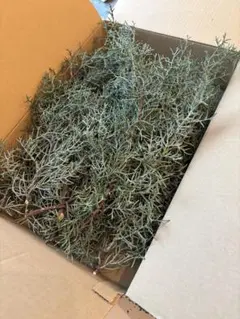 ブルーアイスコニファー　リースやスワッグ　ドライフラワー作りに大量にあります♪