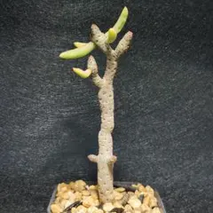 チレコドン　ブッコルジアヌス　多肉植物のサムネイル