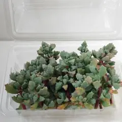 ハルル様 リクエスト 2点 まとめ商品