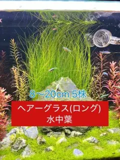 ヘアーグラス（ロング）水中葉 5株8〜20cm 最終値下げ