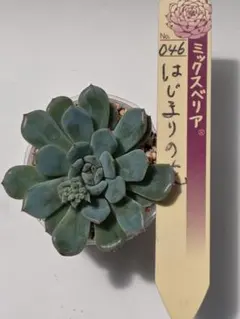 2026年最新】はじまりの花 多肉の人気アイテム - メルカリ