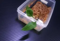 芝猫【リピート購入で10%割引】様 リクエスト 2点 まとめ商品