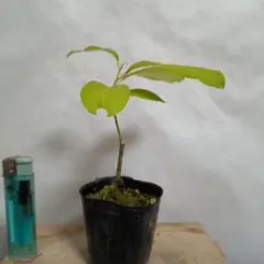 植木苗クロモジのサムネイル