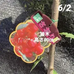 ①*ஐ1本で実がなる！500円玉サイズの大実*ஐ接木・さくらんぼ・苗木【さおり】のサムネイル