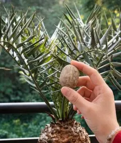 A*a様 Z369多肉植物 エンセファラルトス　ホリダス 種子1つ 新鮮な種のサムネイル