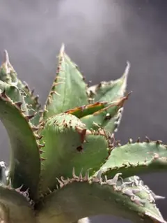 2026年最新】アガベ ブツブツの人気アイテム - メルカリ