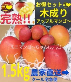 木成り完熟 (⁎ᴗ͈ˬᴗ͈⁎) １５４９ｇ ミニマンゴーセット【現品】のサムネイル