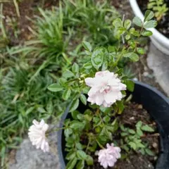 ミニ薔薇蕾付き苗木 レンゲローズ - メルカリ