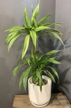 開花中 花芽多数 アンボンゲンセ 種子 良型グラキリス ウィンゾリー