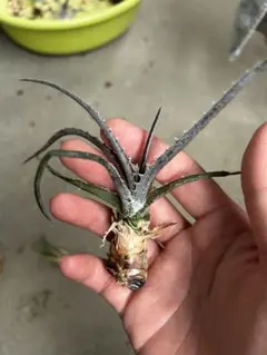 2026年最新】dyckia hebの人気アイテム - メルカリ