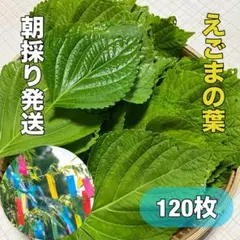 えごまの葉、120枚のサムネイル