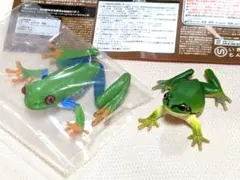 新品　ネイチャテクニカラー　アカメアマガエル　ニホンアマガエル 　マグネット