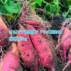 熊本県産さつまいも 紅はるか 自然栽培 5kg 専用ページ