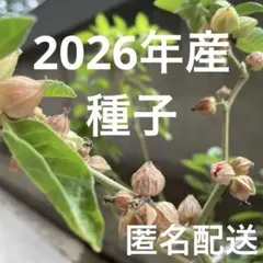 アシュワガンダ 2026年産 赤い実5個 種取り用のサムネイル
