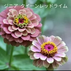 ミルキー様 リクエスト 3点 まとめ商品