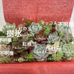 多肉植物カット苗詰め合わせ 寄せ植えセットＢ