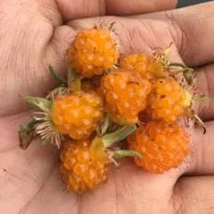 okuoku2927様 リクエスト 2点 まとめ商品