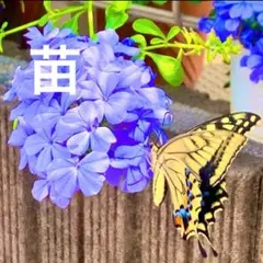 ラスト！根付き♪プルンバーゴ(ルリマツリ)苗♪挿し木苗ミニ株No13