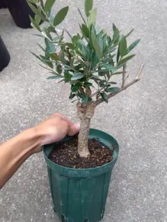 2026年最新】オリーブ 古木の人気アイテム - メルカリ