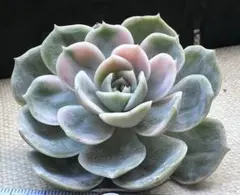 ❤️専用出品❤️ブルーサプライズ錦❤️抜き苗❤️ブルー札 2025年最新】ブルーサプライズ 多肉の人気アイテム - メルカリ