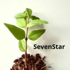 ホヤ　ベラ　セブンスター　Ｇのサムネイル