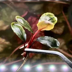 ブセファランドラ・シベルパウ　フォロー、割引、送料無料。 ブセファランドラ・シベルパウ フォロー、割引、送料無料