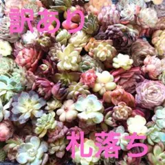 多肉植物カット苗【訳あり札落ち】