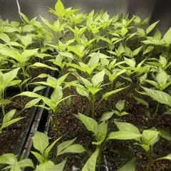 パプリカ　黄色　苗　3苗