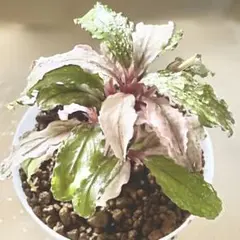 2026年最新】bucephalandra pinkの人気アイテム - メルカリ