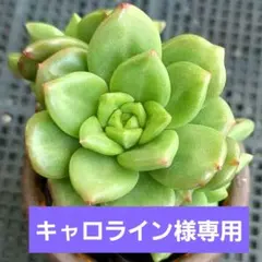 キャロライン様 リクエスト 2点 まとめ商品