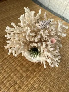2025年最新】珊瑚 置物の人気アイテム - メルカリ 流木アート⚫︎恐竜