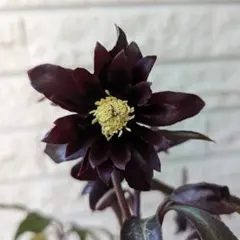 クリスマスローズ 広瀬園芸 ブラックマジック 株分け クリスマスローズ 広瀬園芸認定ブラックマジック株分け クリスマス