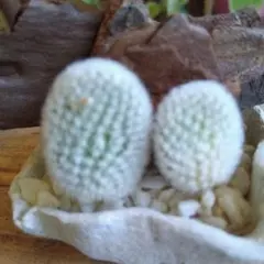 サボテン（白い毛状のトゲ）2つセット　カット苗