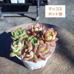 プチシュー様 リクエスト 4点 まとめ商品