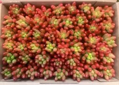 多肉植物　レインボー様専用