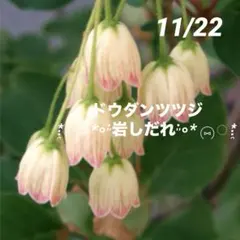 tirol様 リクエスト 2点 まとめ商品